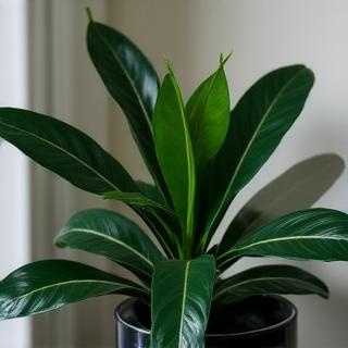 Lush ZZ plant with glossy leaves in a dark corner